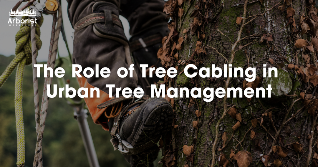 The Role of Tree Cabling in Urban Tree Management